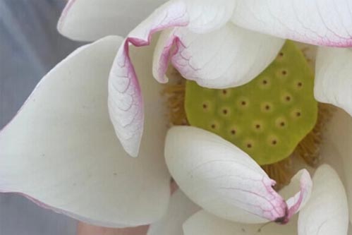 ��ɽ��ɏ ���ӂ���ͯ��