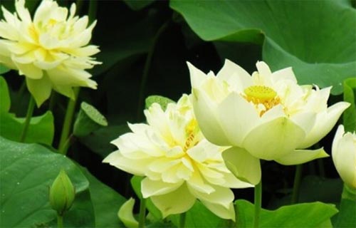 �İ��ϵĲ���ɏ