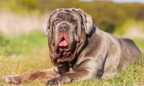 Ȯ��Ч��(y��ng)