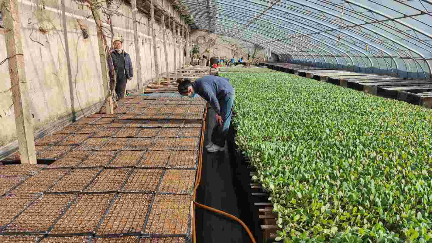 ���e�r(n��ng)�I(y��)���l(f��)�l(xi��ng)�����d�»���