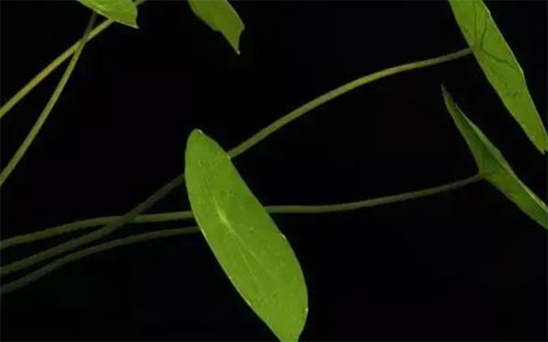 �Ų��£�������