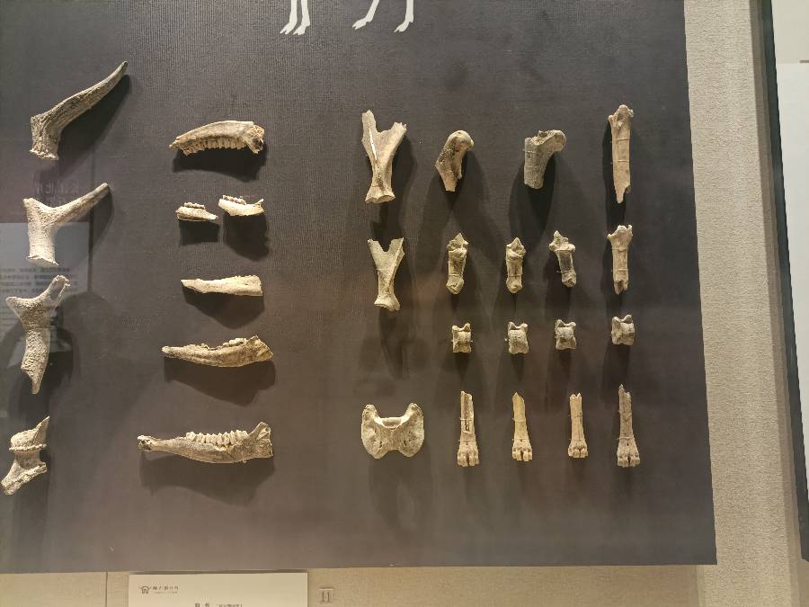 ̽��ͤ�������P(y��ng)���y(t��ng)�Ļ�