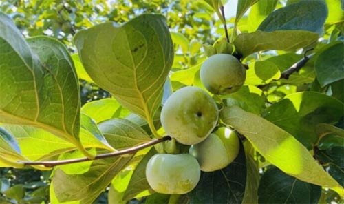 Ʒζ�����L�飬�����l(xi��ng)�����d���l(f��)�P�tɫ����