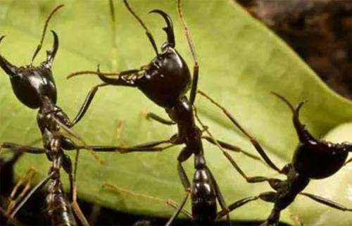 ؝���ķ���ρ