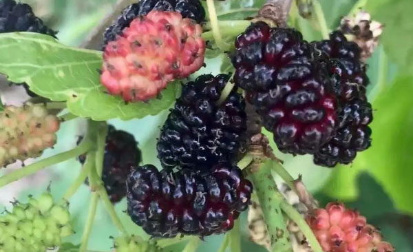 ��ɽ���Ұɣ�