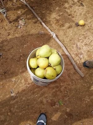 ���l�Rꖣ����r����