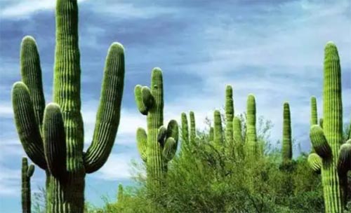 ɳĮ���������