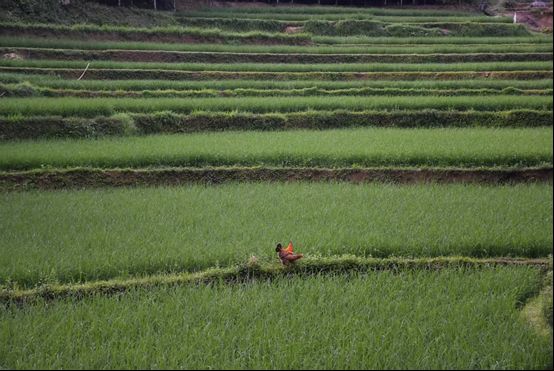 ˮ�����֌WԺ�������l(xi��ng)�����`�F���M���ѹŴ壺�����{(di��o)������ˮ���z�a(ch��n)