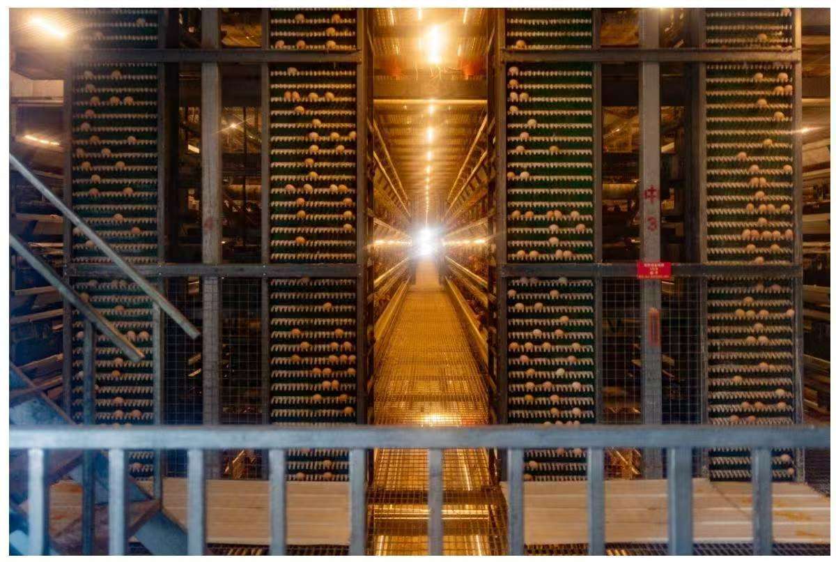 �Lɽ���r�O ���p���桱���Ϻ����� �����{�ǻ� ���`�F �{�������l�����d