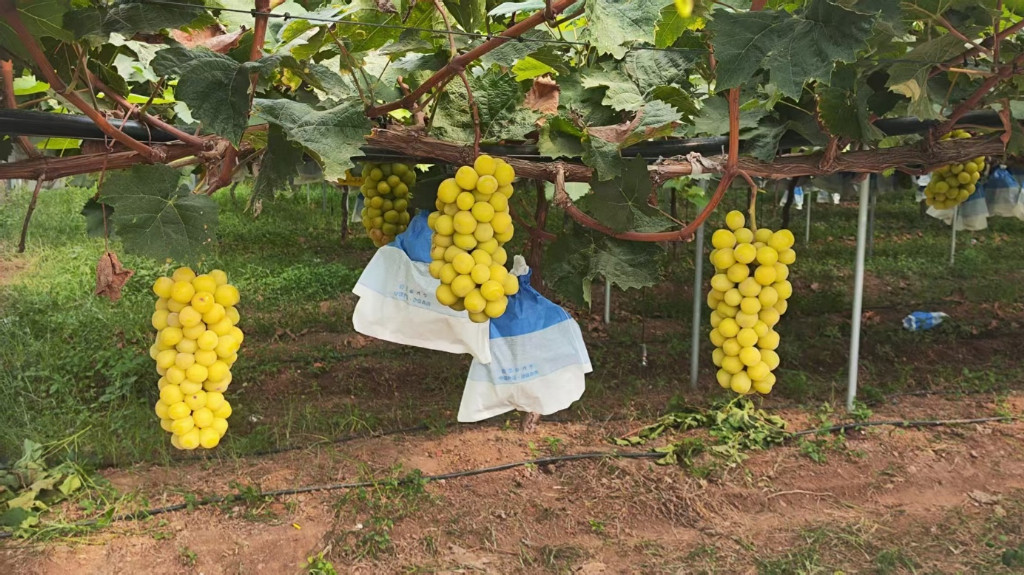 �S�Ӟ���D�����Ƽ���P̽���d������NFC��ҕ�l�Ƽ���̽���ס����l(xi��ng)�����d·��(sh��)�`�F(tu��n)